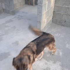 Подробнее об объявлении «Найдена собака кобель мальчик Ставрополь» Фото: найдена собака  «Найдена собака кобель мальчик Ставрополь» в г. Ставрополь