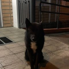 Подробнее об объявлении «Найдена собака Химки» Фото: найдена собака  «Найдена собака Химки» в г. Химки