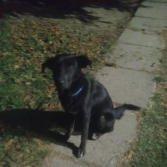 Подробнее об объявлении «Найдена собака Симферополь» Фото: найдена собака  «Найдена собака Симферополь» в г. Симферополь