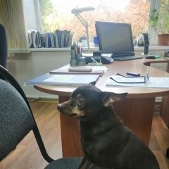 Подробнее об объявлении «Найдена собака Иркутск» Фото: найдена собака Той-терьер «Найдена собака Иркутск» в г. Иркутск