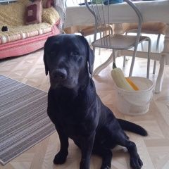 Подробнее об объявлении «Найдена собака кобель черный лабрадор Лакинск» Фото: найдена собака Лабрадор ретривер «Найдена собака кобель черный лабрадор Лакинск» в г. Лакинск