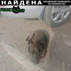 Подробнее об объявлении «Омск Найдена собака такса» Фото: найдена собака  «Омск Найдена собака такса» в г. Омск