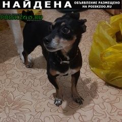 Подробнее об объявлении «Бийск Найдена собака девочка» Фото: найдена собака  «Бийск Найдена собака девочка» в г. Бийск