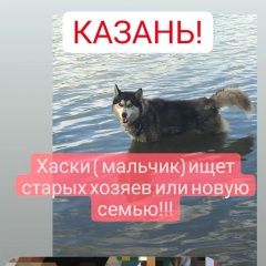 Подробнее об объявлении «Казань Найдена собака кобель» Фото: найдена собака Сибирская хаски «Казань Найдена собака кобель» в г. Казань