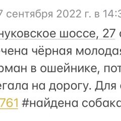 Подробнее об объявлении «Найдена собака Внуково» Фото: найдена собака  «Найдена собака Внуково» в г. Внуково
