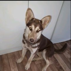 Подробнее об объявлении «Нижний Новгород Найдена собака помесь с хаски, 8 месяцев» Фото: найдена собака Сибирская хаски «Нижний Новгород Найдена собака помесь с хаски,...» в г. Нижний Новгород