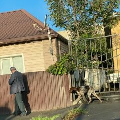 Подробнее об объявлении «Ростов-на-Дону Найдена собака курцхаар» Фото: найдена собака Курцхаар «Ростов-на-Дону Найдена собака курцхаар» в г. Ростов-на-Дону