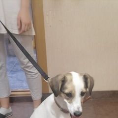 Подробнее об объявлении «Найдена собака Сочи» Фото: найдена собака  «Найдена собака Сочи» в г. Сочи