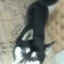 Подробнее об объявлении «Новосибирск Найдена собака кобель черно-белый кобель хаски» Фото: найдена собака Сибирская хаски «Новосибирск Найдена собака кобель черно-белый...» в г. Новосибирск