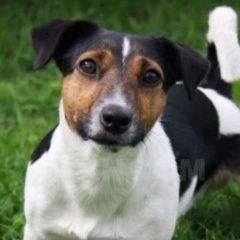 Подробнее об объявлении «Омск Найдена собака кобель джек рассел терьер» Фото: найдена собака Джек рассел терьер «Омск Найдена собака кобель джек рассел терьер» в г. Омск