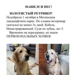 Подробнее об объявлении «Москва Найдена собака кобель найдёт золотистый ретривер митино» Фото: найдена собака Голден ретривер «Москва Найдена собака кобель найдёт золотистый...» в г. Москва
