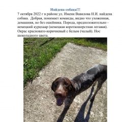 Подробнее об объявлении «Краснодар Найдена собака» Фото: найдена собака Немецкий охотничий терьер «Краснодар Найдена собака» в г. Краснодар