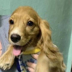 Подробнее об объявлении «Тюмень Найдена собака кобель» Фото: найдена собака  «Тюмень Найдена собака кобель» в г. Тюмень