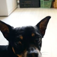 Подробнее об объявлении «Найдена собака кобель Иркутск» Фото: найдена собака  «Найдена собака кобель Иркутск» в г. Иркутск