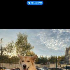 Картинка найдена собака В городе Москва замечена собака. Москва