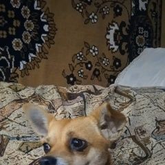 Подробнее об объявлении «Найдена собака подобрали собачку Симферополь» Фото: найдена собака  «Найдена собака подобрали собачку Симферополь» в г. Симферополь