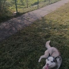 Подробнее об объявлении «Найдена собака кобель Ставрополь» Фото: найдена собака Сибирская хаски «Найдена собака кобель Ставрополь» в г. Ставрополь