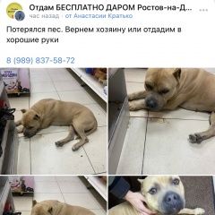 Подробнее об объявлении «Ростов-на-Дону Найдена собака стаф» Фото: найдена собака Стаффордширский бультерьер «Ростов-на-Дону Найдена собака стаф» в г. Ростов-на-Дону