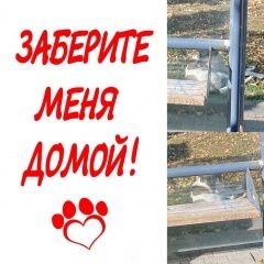 Подробнее об объявлении «Ростов-на-Дону Найдена собака» Фото: найдена собака  «Ростов-на-Дону Найдена собака» в г. Ростов-на-Дону