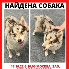 Подробнее об объявлении «Москва Найдена собака» Фото: найдена собака  «Москва Найдена собака» в г. Москва