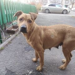 Подробнее об объявлении «Найдена собака кто подкинул собаку в солнечный. Иркутск» Фото: найдена собака  «Найдена собака кто подкинул собаку в солнечный....» в г. Иркутск