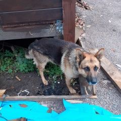 Подробнее об объявлении «Шлиссельбург Найдена собака кобель немецкая овчарка» Фото: найдена собака Немецкая овчарка «Шлиссельбург Найдена собака кобель немецкая...» в г. Шлиссельбург