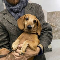 Подробнее об объявлении «Омск Найдена собака кобель» Фото: найдена собака Такса «Омск Найдена собака кобель» в г. Омск