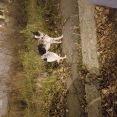 Подробнее об объявлении «Найдена собака бегает кобелек с ошейником Иркутск» Фото: найдена собака  «Найдена собака бегает кобелек с ошейником Иркутск» в г. Иркутск