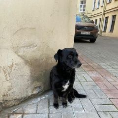 Подробнее об объявлении «Найдена собака черного цвета Санкт-Петербург» Фото: найдена собака  «Найдена собака черного цвета Санкт-Петербург» в г. Санкт-Петербург