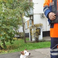 Подробнее об объявлении «Москва Найдена собака срочно» Фото: найдена собака Джек рассел терьер «Москва Найдена собака срочно» в г. Москва