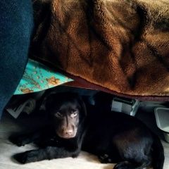 Подробнее об объявлении «Найдена собака Малаховка» Фото: найдена собака Лабрадор ретривер «Найдена собака Малаховка» в г. Малаховка