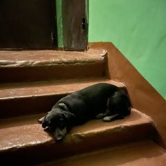 Подробнее об объявлении «Найдена собака чья такса в солнечном???. елена Иркутск» Фото: найдена собака  «Найдена собака чья такса в солнечном???. елена...» в г. Иркутск