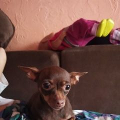 Подробнее об объявлении «Найдена собака девочка той-терьер Анапа» Фото: найдена собака Той-терьер «Найдена собака девочка той-терьер Анапа» в г. Анапа