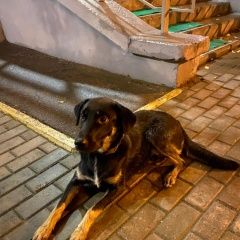Подробнее об объявлении «Москва Найдена собака кобель» Фото: найдена собака  «Москва Найдена собака кобель» в г. Москва