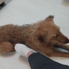 Подробнее об объявлении «Тюмень Найдена собака кобель рыжий кобель» Фото: найдена собака Ирландский терьер «Тюмень Найдена собака кобель рыжий кобель» в г. Тюмень