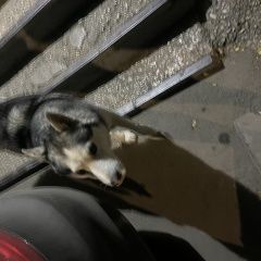 Подробнее об объявлении «Найдена собака кобель хаски Симферополь» Фото: найдена собака  «Найдена собака кобель хаски Симферополь» в г. Симферополь