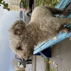 Подробнее об объявлении «Набережные Челны Найдена собака» Фото: найдена собака  «Набережные Челны Найдена собака» в г. Набережные Челны