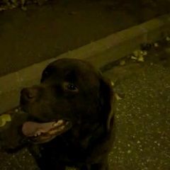 Подробнее об объявлении «Мытищи Найдена собака кобель шоколадный лабрадор» Фото: найдена собака Лабрадор ретривер «Мытищи Найдена собака кобель шоколадный лабрадор» в г. Мытищи