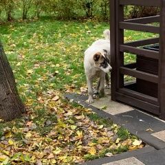 Подробнее об объявлении «Найдена собака алабай Москва» Фото: найдена собака  «Найдена собака алабай Москва» в г. Москва