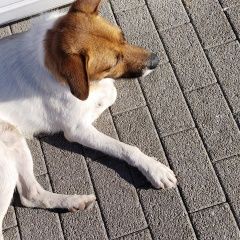 Подробнее об объявлении «Найдена собака кобель Сочи» Фото: найдена собака  «Найдена собака кобель Сочи» в г. Сочи