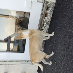 Картинка найдена собака В городе Геленджик найден пёс. Геленджик