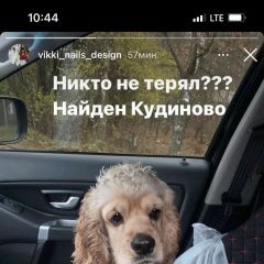 Картинка найдена собака В городе Ногинск найден кобель. Ногинск
