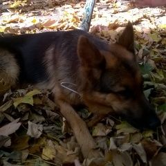 Подробнее об объявлении «Найдена собака овчарка. Ставрополь» Фото: найдена собака Восточно-европейская овчарка «Найдена собака овчарка. Ставрополь» в г. Ставрополь