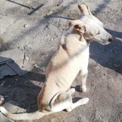 Подробнее об объявлении «Найдена собака кобель пес питбуль Мариуполь» Фото: найдена собака  «Найдена собака кобель пес питбуль Мариуполь» в г. Мариуполь