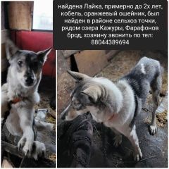 Подробнее об объявлении «Ленинск Найдена собака лайка» Фото: найдена собака  «Ленинск Найдена собака лайка» в г. Ленинск