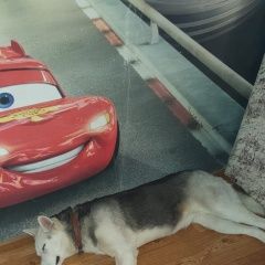 Подробнее об объявлении «Найдена собака.;. Анапа» Фото: найдена собака  «Найдена собака.;. Анапа» в г. Анапа