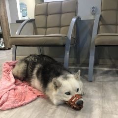 Подробнее об объявлении «Тюмень Найдена собака кобель» Фото: найдена собака  «Тюмень Найдена собака кобель» в г. Тюмень