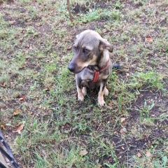 Подробнее об объявлении «Найдена собака Симферополь» Фото: найдена собака  «Найдена собака Симферополь» в г. Симферополь