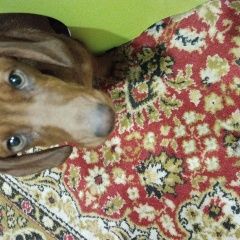 Подробнее об объявлении «Омск Найдена собака такса» Фото: найдена собака Такса «Омск Найдена собака такса» в г. Омск