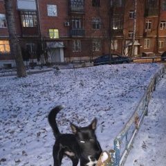 Подробнее об объявлении «Пермь Найдена собака кобель город улица качалова 24» Фото: найдена собака  «Пермь Найдена собака кобель город улица...» в г. Пермь